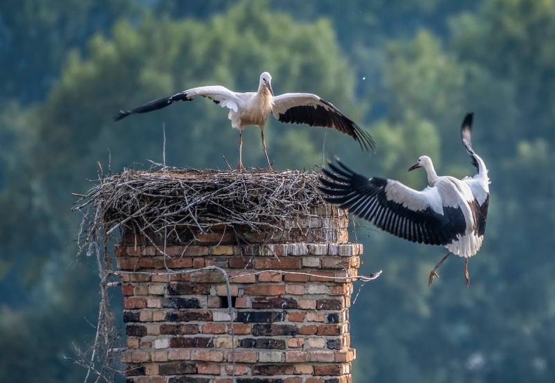 Expert Chimney Animal Removal in Calverton, MD Professional Chimney Animal Removal Services in Calverton, Maryland