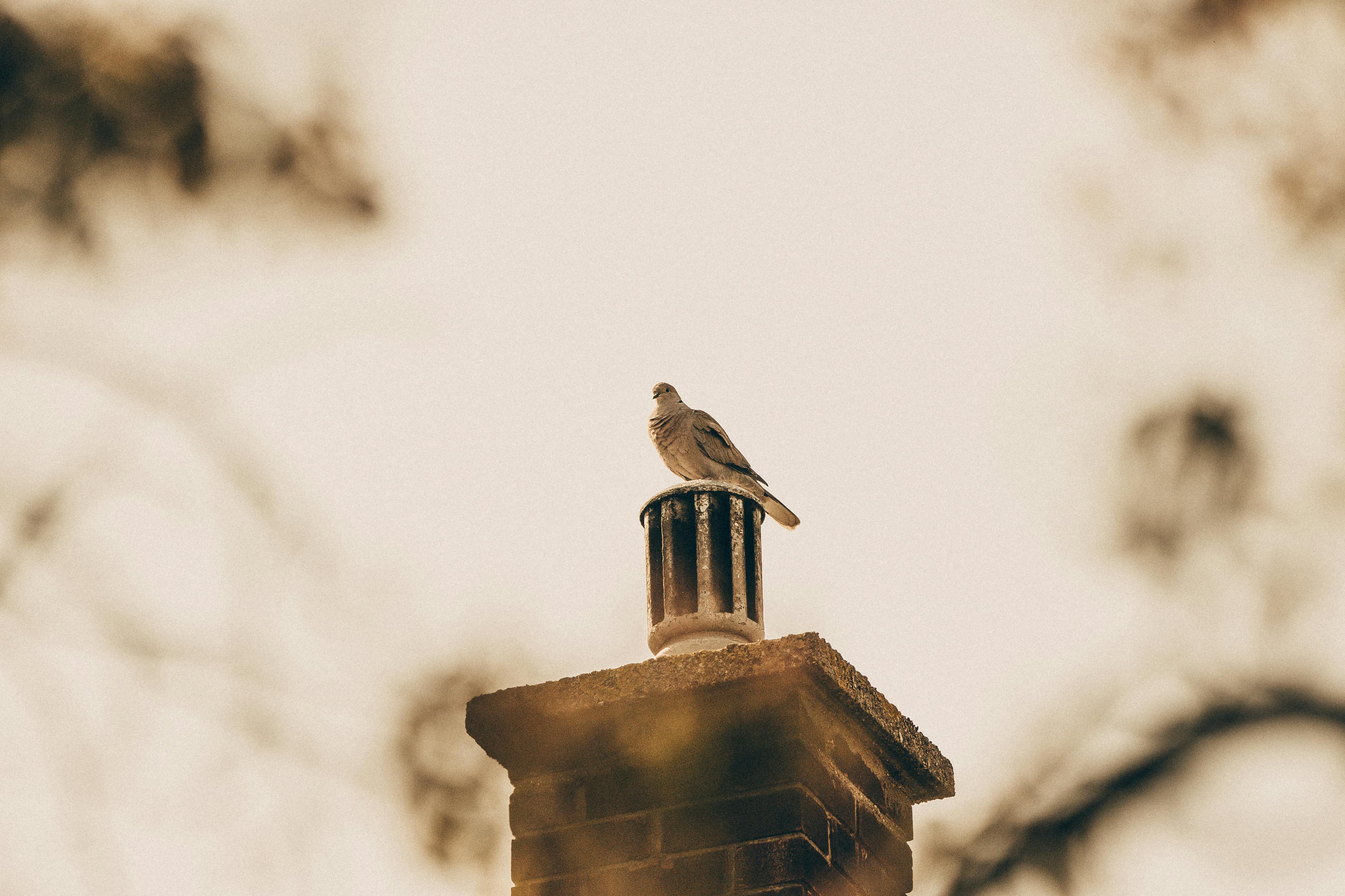 Professional Chimney Cap Installation Services in Calverton, MD Expert Chimney Cap Installation in Calverton, Maryland